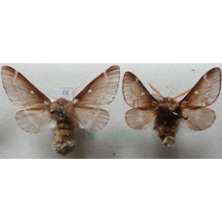 Eriogaster lanestris (Linnaeus, 1758) pair Barczatka puchowica Czech6f